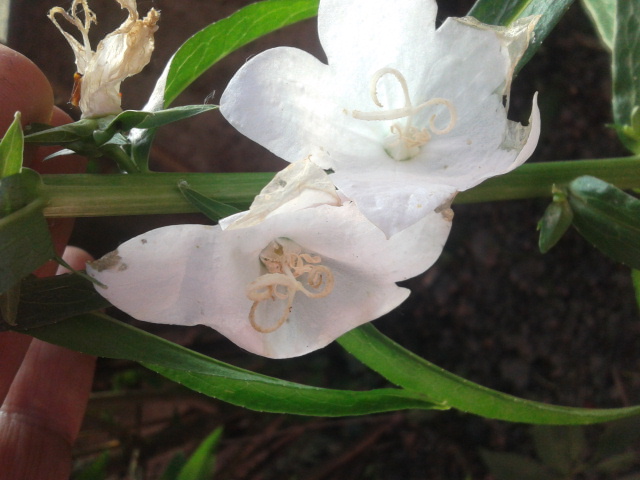 Platycodon grandiflorus cv. (Campanulaceae)